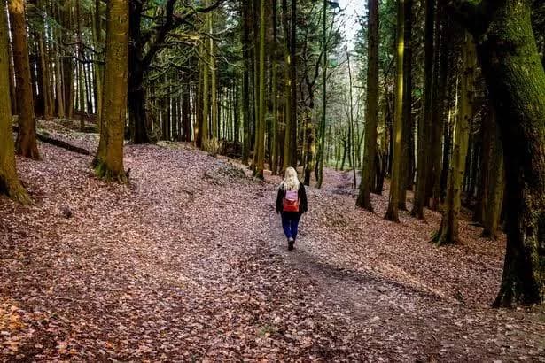 A woodland walking path near The Family Barn at Kingsland